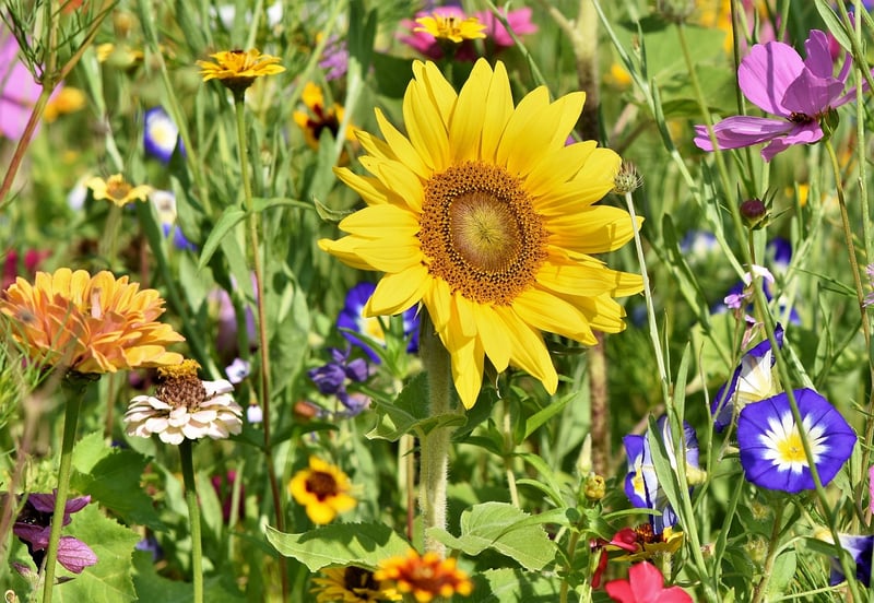 DIY Garden Projects