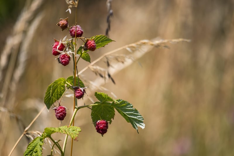 Raspberry Bushes