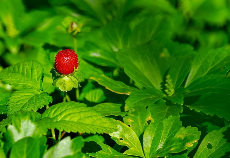 Strawberry Plants